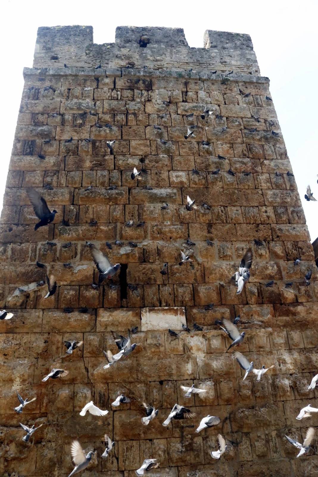 Güvercinleri sakın beslemeyin: Meğer çok tehlikeliymiş! Kimse bunu bilmiyordu, uzmanı detaylarıyla anlattı 9
